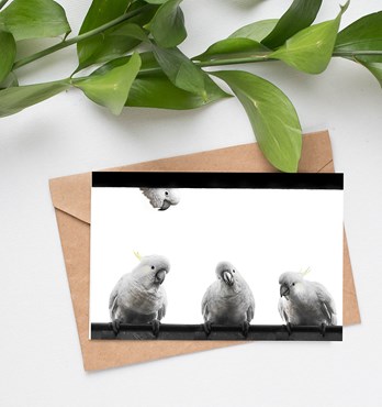 Bird Greeting cards Image