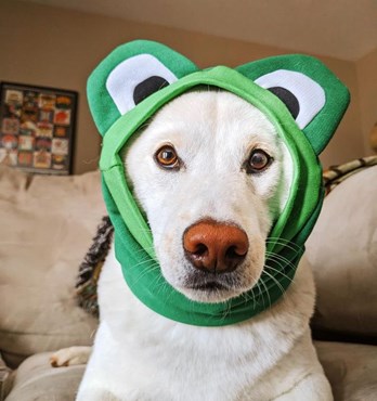 Dog Snoods + Bandanas Image