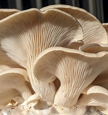 Mushroom Grow Kit Image