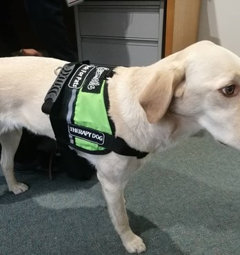 Assistance / Therapy Dog Vests Image