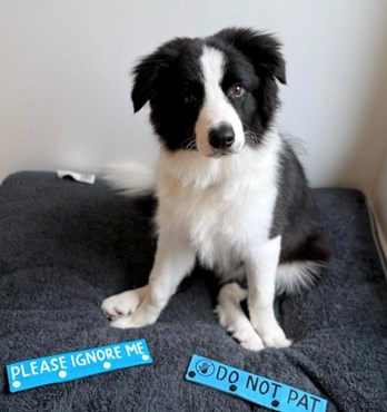 Byron & Co Leash Wrap Image