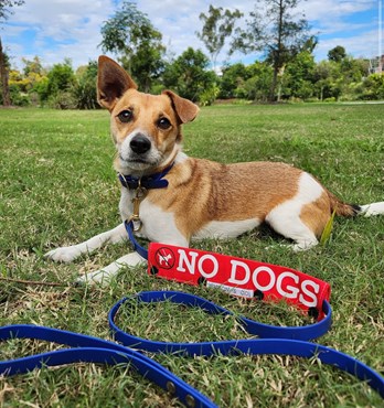 Byron & Co Leash Wrap Image