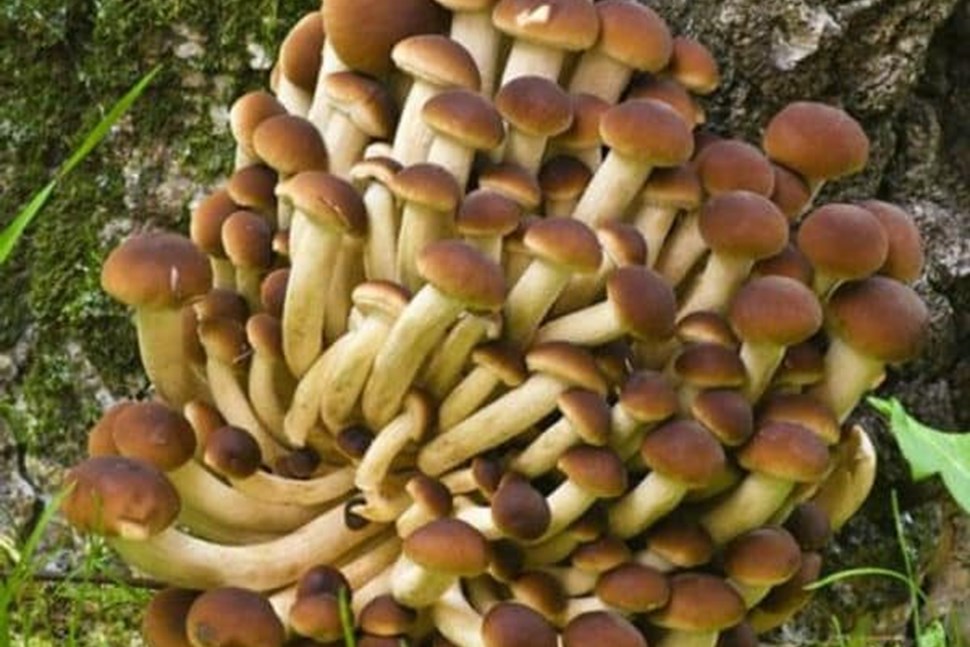 Swordbelt | Piopinno | Mushroom Grow Kit- Spray and Grow – 3kg