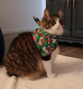 Dog Bandanas Image