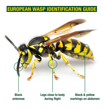 EnviroSafe Wasp Trap Image