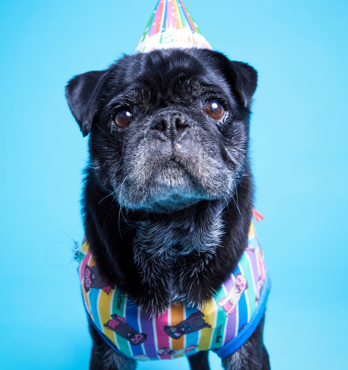 Pugs n Stripes Blue T-shirt Image