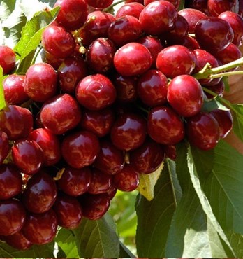 Organic Cherries Image