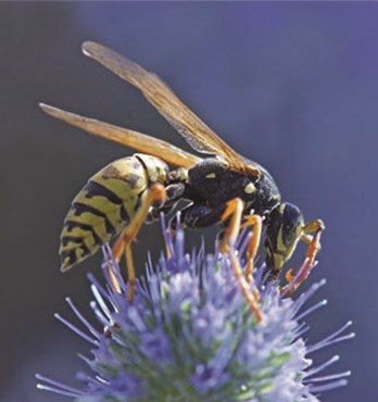 EnviroSafe European Wasp Attractant 3 Pack Image