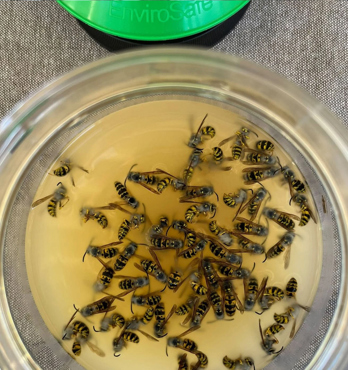 EnviroSafe European Wasp Attractant 3 Pack Image