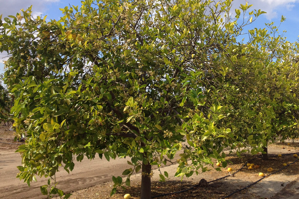 Australian Native Essential Oils