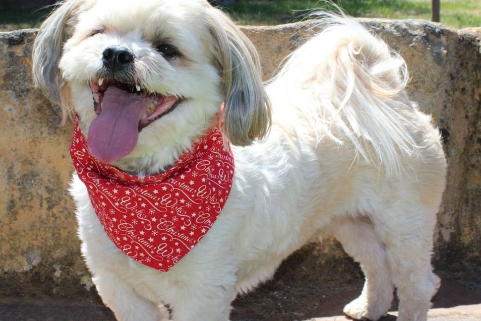 Fair Dinkum Bandanas