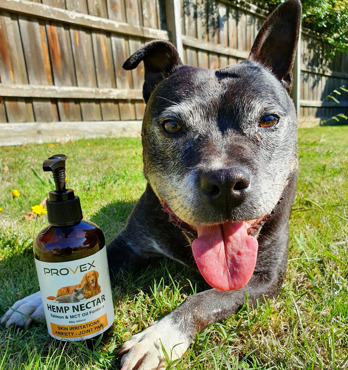 Hemp Nectar - Australian Fish & MCT Oil Formula  Image