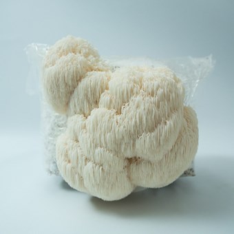 Lion’s Mane  | (Hericium erinaceus) | Mushroom Grow Kit- Spray and Grow – 3kg