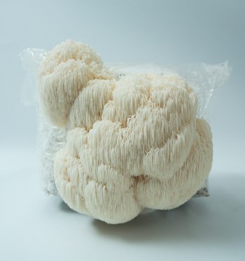 Lion’s Mane  | (Hericium erinaceus) | Mushroom Grow Kit- Spray and Grow – 3kg Image