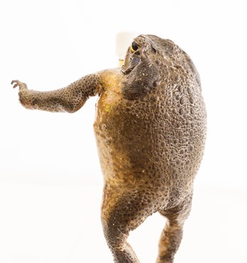 Taxidermy Cane Toads Image