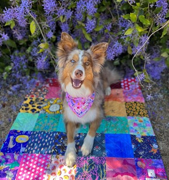 Byron & Co Dog Place Training Mats Image