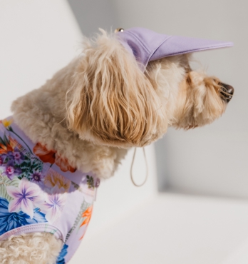 Dog Caps Image