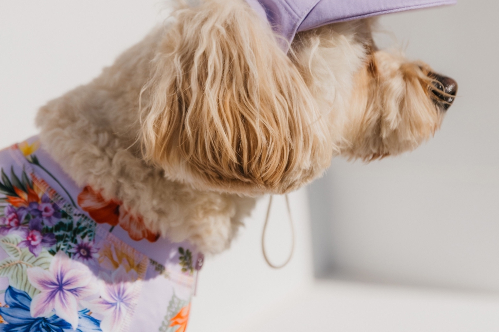 Dog Caps