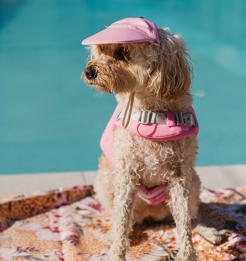 Dog Caps Image