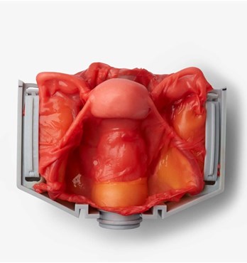 PINDARI Range: Ethical Synthetic Organs Image