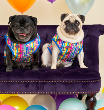 Pugs n Stripes Blue T-shirt Image