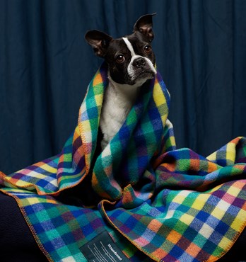 Patty Pure Wool Dog Blankets Image