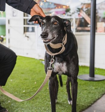 Hemp Martingale Collar Image