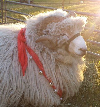 Beersheba Farm Wool Image