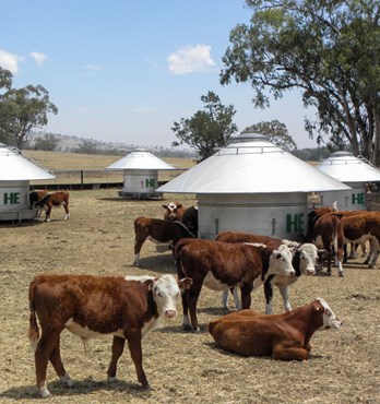 Livestock Feeders Image