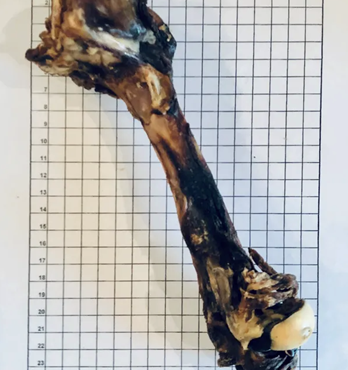 Kangaroo Leg Bones Dried Image