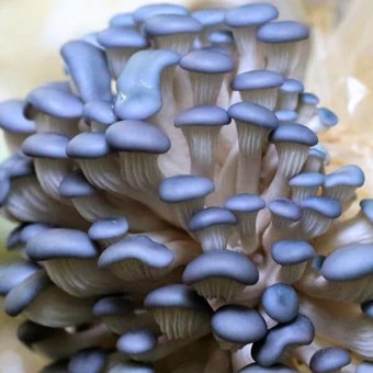Blue Pearl Oyster | Pleurotus columbinus | Mushroom Grow Kit- Spray and Grow – 3kg