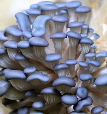 Blue Pearl Oyster | Pleurotus columbinus | Mushroom Grow Kit- Spray and Grow – 3kg Image