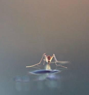 EnviroSafe Mosquito Drops Image