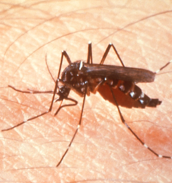 EnviroSafe Mosquito Drops Image