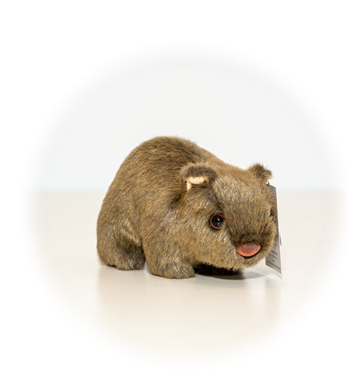 Soft Toy Wombat Image