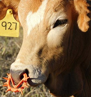 EasyWean calf weaning device Image