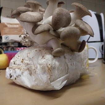 Black King Oyster | Pleurotus ostreatus- hybrid | Mushroom Grow Kit- Spray and Grow – 3kg