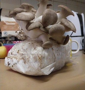 Black King Oyster | Pleurotus ostreatus- hybrid | Mushroom Grow Kit- Spray and Grow – 3kg Image