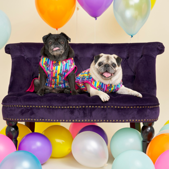 Pugs n Stripes Pink Dress