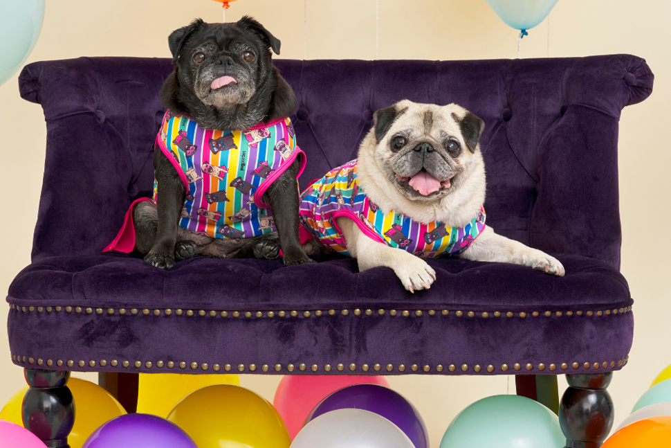 Pugs n Stripes Pink Dress