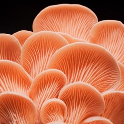 Pink Oyster | Pleurotus djamor | Mushroom Grow Kit- Spray and Grow – 3kg