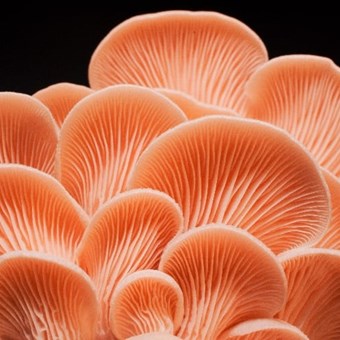 Pink Oyster | Pleurotus djamor | Mushroom Grow Kit- Spray and Grow – 3kg