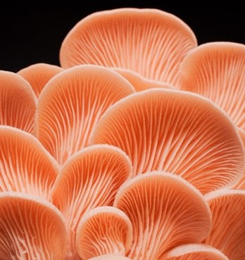 Pink Oyster | Pleurotus djamor | Mushroom Grow Kit- Spray and Grow – 3kg Image