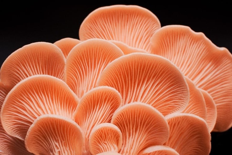 Pink Oyster | Pleurotus djamor | Mushroom Grow Kit- Spray and Grow – 3kg