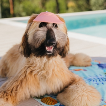 Dog Caps