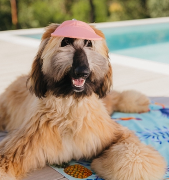 Dog Caps Image