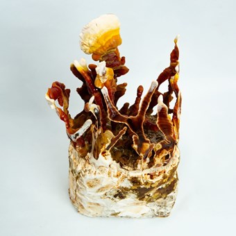 Native Australian Reishi | Ganoderma | Forms Antlers | Mushroom Grow Kit- Spray and Grow – 3kg