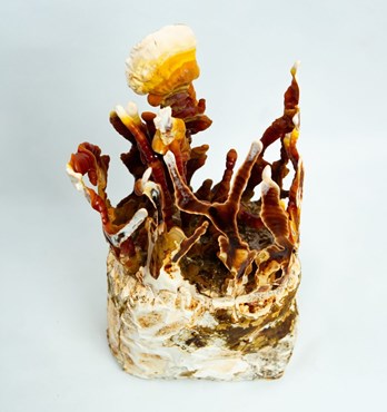 Native Australian Reishi | Ganoderma | Forms Antlers | Mushroom Grow Kit- Spray and Grow – 3kg Image