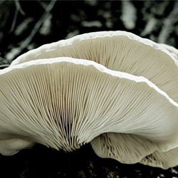 Snow White Oyster | Pleurotus ostreatus | Mushroom Grow Kit- Spray and Grow – 3kg