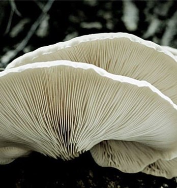 Snow White Oyster | Pleurotus ostreatus | Mushroom Grow Kit- Spray and Grow – 3kg Image